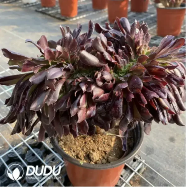 1756118279-4-2.webp Aeonium Arboreum Velour European NO.4 - Image 4