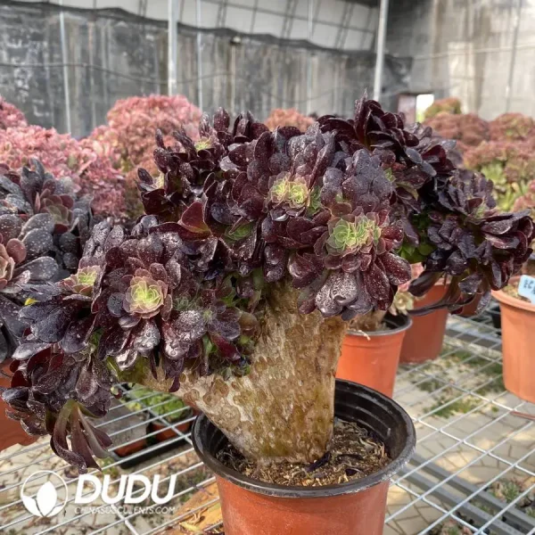 1756118280-1748224663-e201.webp Aeonium Arboreum Velour European NO.5 - Image 1