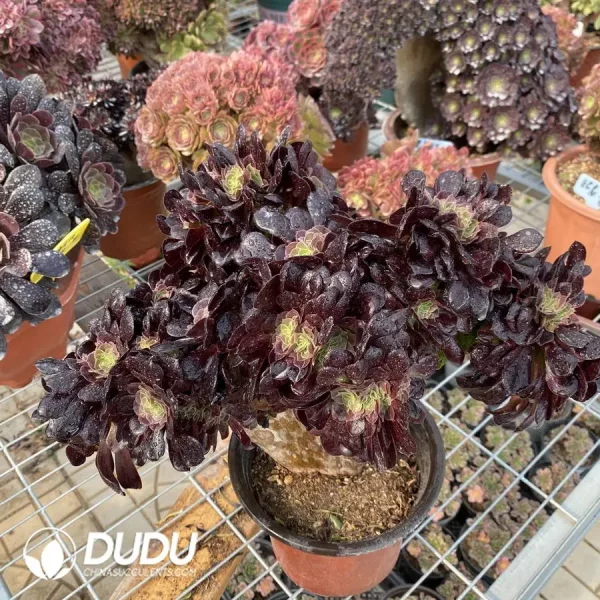 1756118281-1748224664-e202.webp Aeonium Arboreum Velour European NO.5 - Image 2
