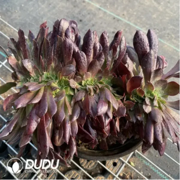1756118282-1-14.webp Aeonium Arboreum Velour European NO.6 - Image 1