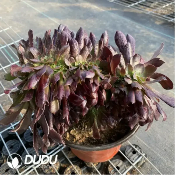 1756118283-2-14.webp Aeonium Arboreum Velour European NO.6 - Image 2