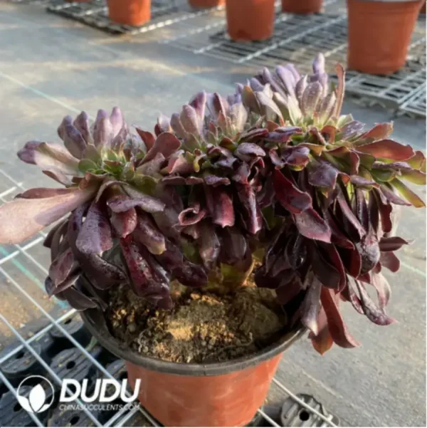 1756118285-4-1.webp Aeonium Arboreum Velour European NO.6 - Image 4