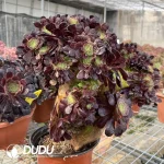 Aeonium Arboreum Velour European NO.11 - Image 2