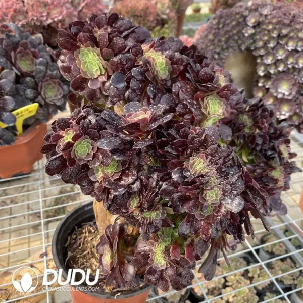 Aeonium Arboreum Velour European NO.11 - Image 3