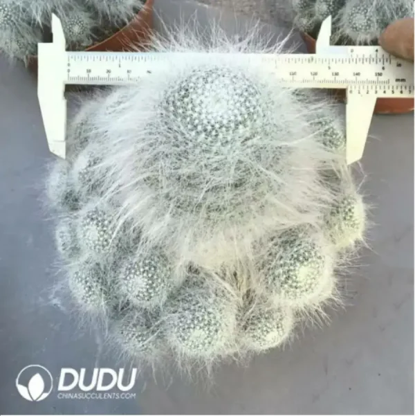 1756118292-1-293.webp (Rooted Cutting)Mammillaria-Snow Monkey Fisherman - Image 1