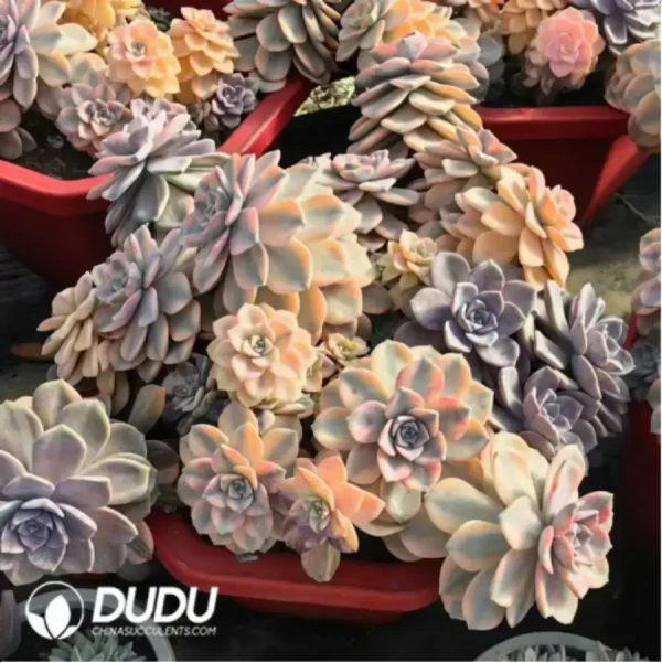 Graptopetalum Purple Delight Variegated Clustering - Image 1