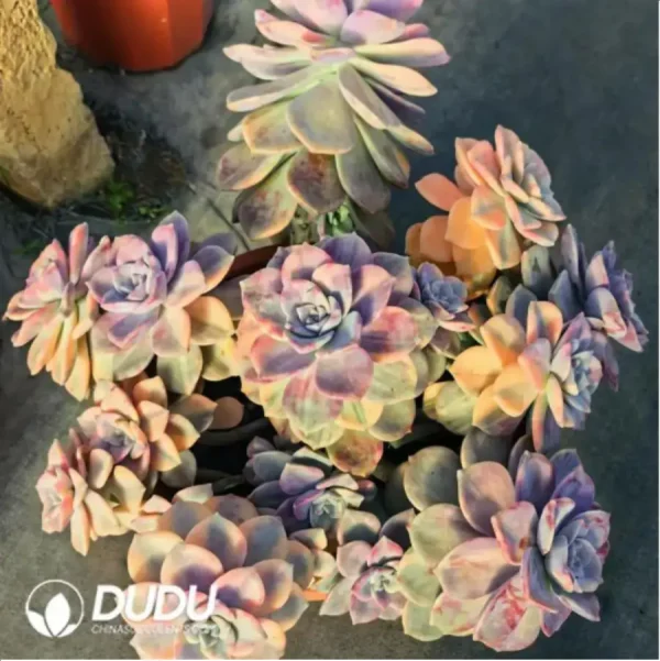 1756118294-1-291.webp Graptopetalum Purple Delight Variegated Clustering - Image 1