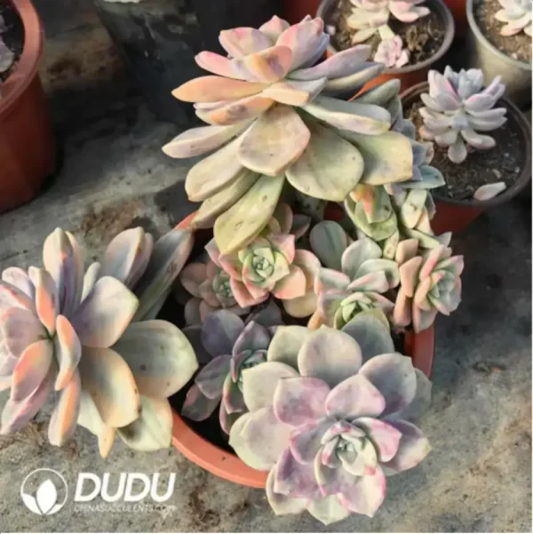 1756118295-1-290.webp Graptopetalum Purple Delight Variegated Clustering - Image 1