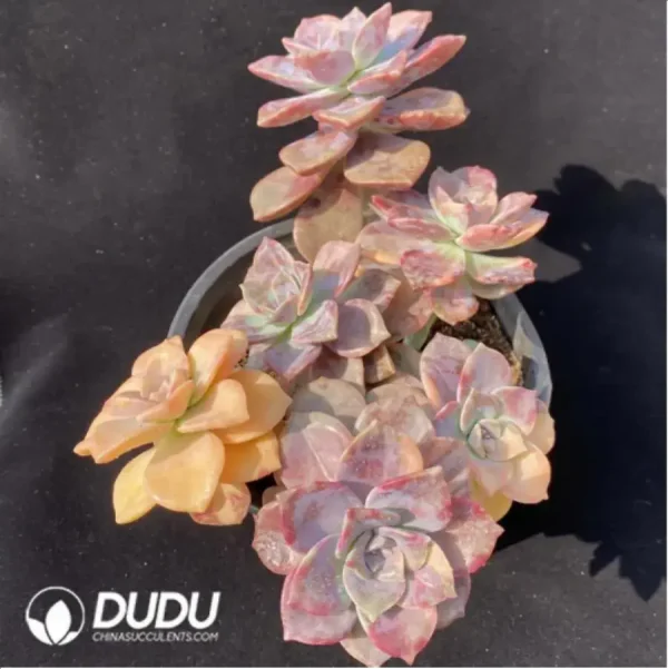Graptopetalum Purple Delight Variegated Clustering - Image 1