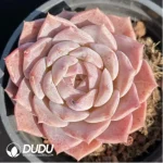 Echeveria Pink Sugar Heart