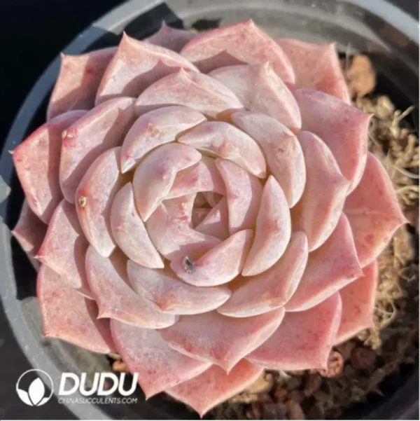 1756118310-2-421.webp Echeveria Pink Sugar Heart - Image 2