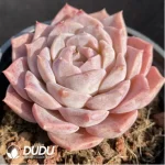 Echeveria Pink Sugar Heart - Image 3