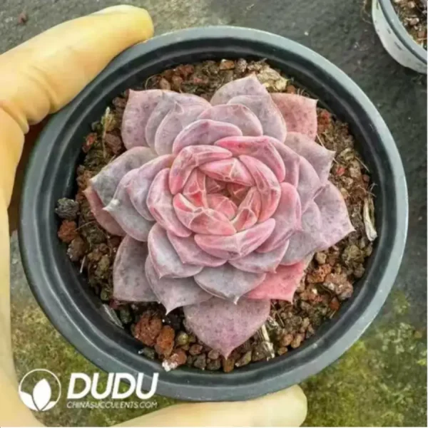 1756118312-1-283.webp $2.2*35Pcs Echeveria Sugar Heart Amber - Image 1