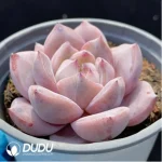 Echeveria Melbourne - Image 2