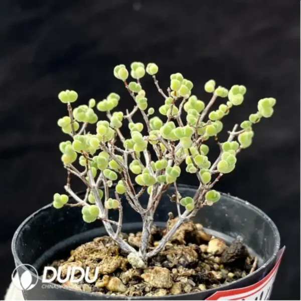 Dicrocaulon Rice - Image 1