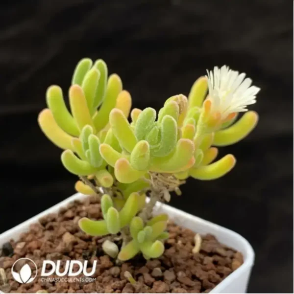 1756118325-1-276.webp Dicrocaulon Orange Leaf - Image 1