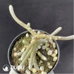 Anacampseros Avonia papyracea