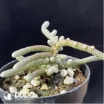 Anacampseros Avonia papyracea - Image 2