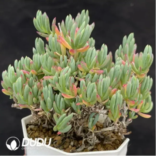 1756118333-1-272.webp Dicrocaulon Qinglong - Image 1