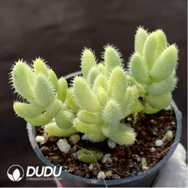 1756118334-1-271.webp Delosperma Leitong Variegated Clustering - Image 1