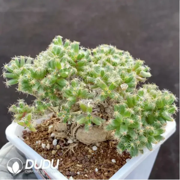 1756118339-1-267.webp Trichodiadema Densum Schwantes - Image 1