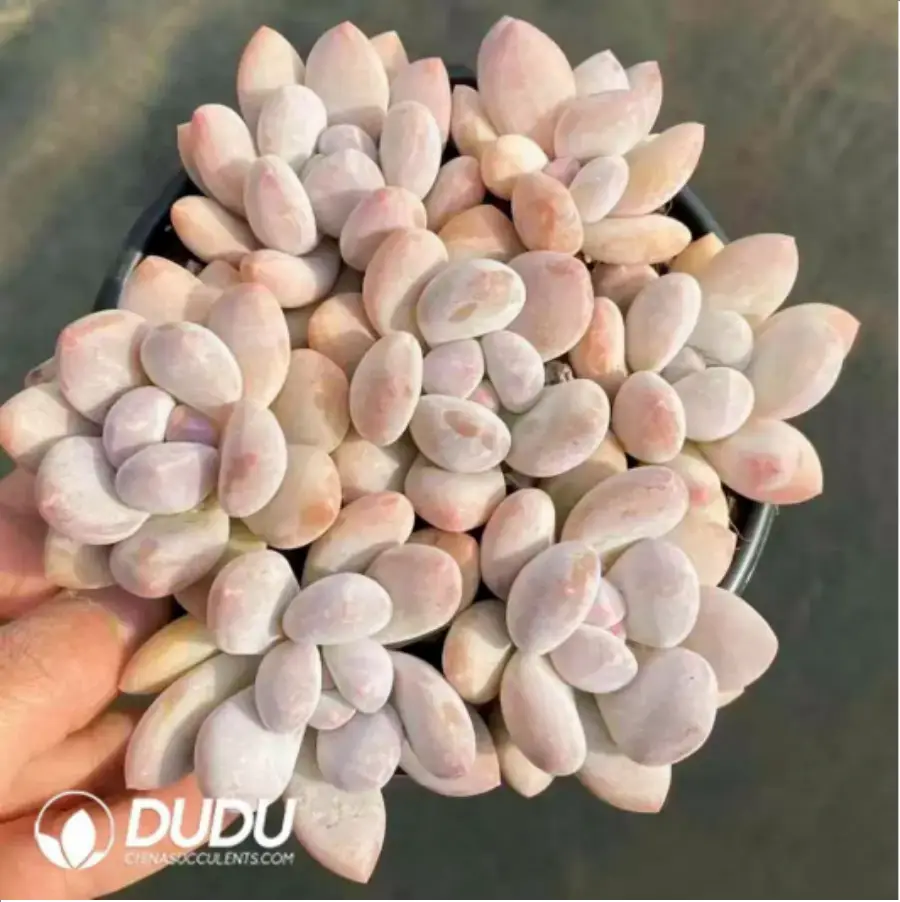 1756118342-1-264.webp Pachyveria Perfume Clustering - Image 1