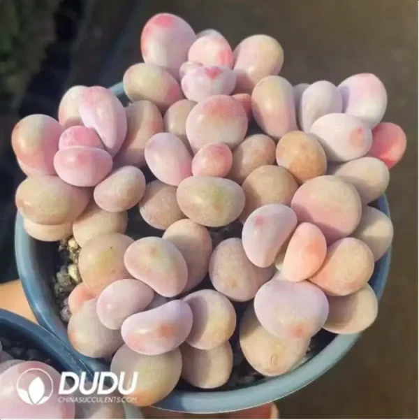 1756118349-1-258.webp Graptopetalum Amethystinum Lavender Pebbles - Image 1