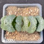 Haworthia truncata cv.Sharaku