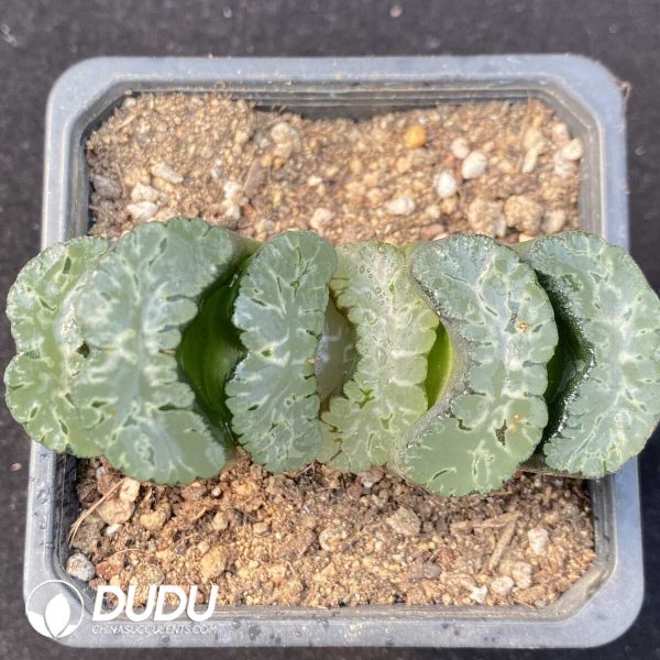 Haworthia truncata cv.Sharaku - Image 1