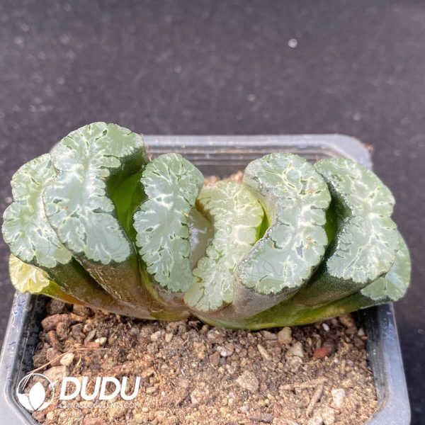 Haworthia truncata cv.Sharaku - Image 2