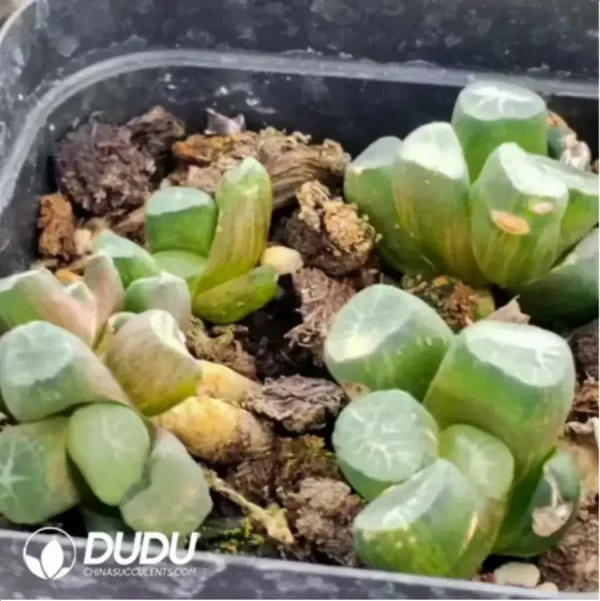 1756118354-1-256.webp Haworthia Daoqi maughanii Variegated - Image 1