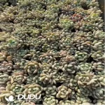 105Pcs/Tray Echeveria M90(Mix & Match 5+)