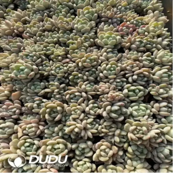 105Pcs/Tray Echeveria M90(Mix & Match 5+) - Image 1