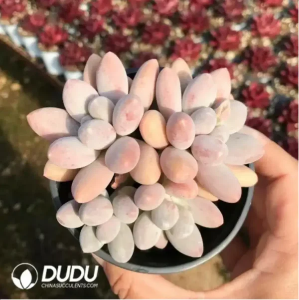 Pachyveria Perfume Finger Clustering(4 Heads) - Image 1