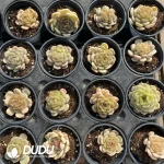 Echeveria White Lover - Image 2