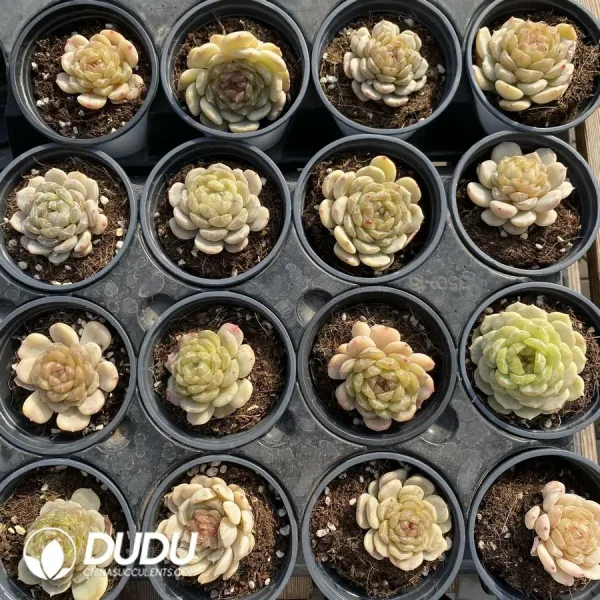 Echeveria White Lover - Image 2