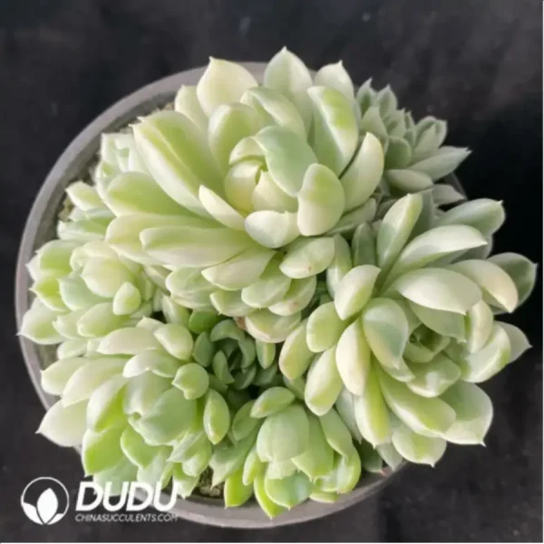 Echeveria vanilla moon shadow Clustering - Image 1