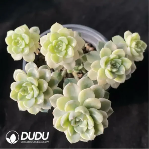 Echeveria pink puppet Clustering - Image 1