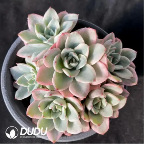 Echeveria cream yellow peach Clustering - Image 1