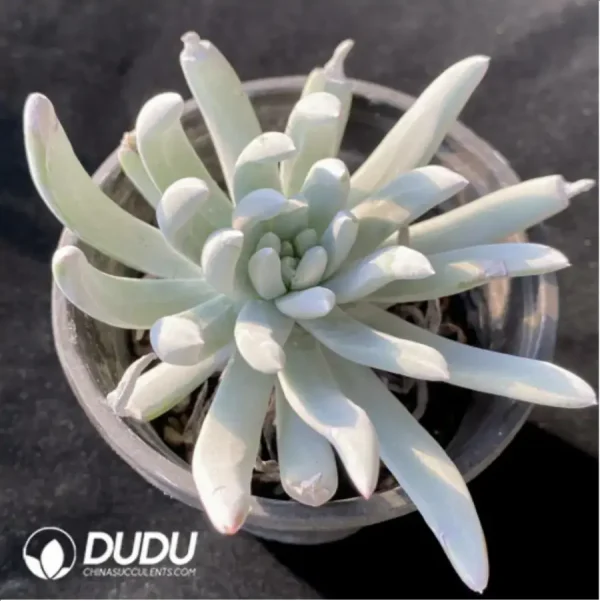 1756118384-1-675.webp Dudleya Slave - Image 1