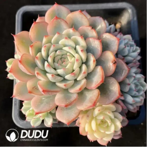 1756118387-1-673.webp Echeveria Minima Variegated No cutting natural Clustering - Image 1