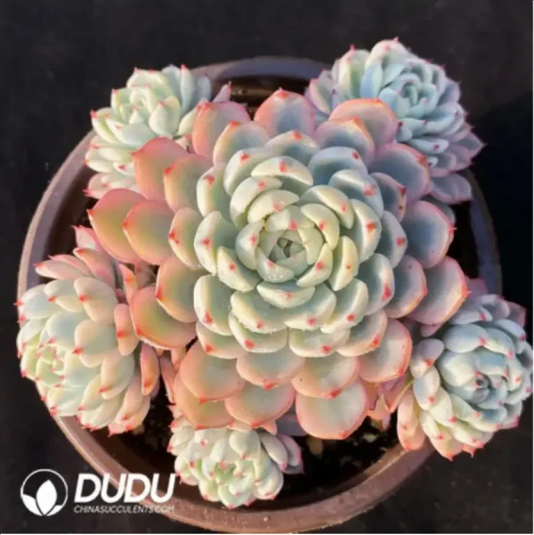 Echeveria Minima Variegated Clustering - Image 1