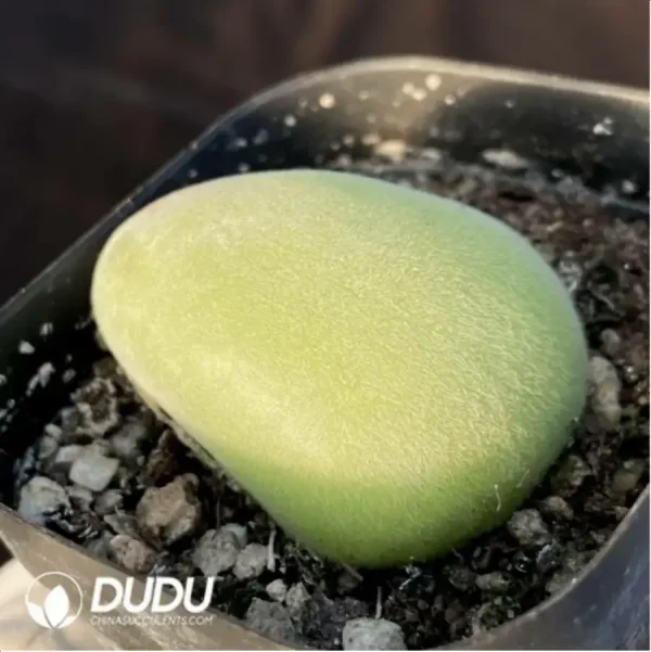 Muiria-Hortenseae - Image 1