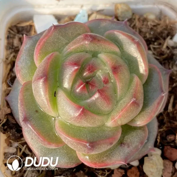 1756118411-e201-37-1.webp Echeveria Memphis Jenny - Image 1