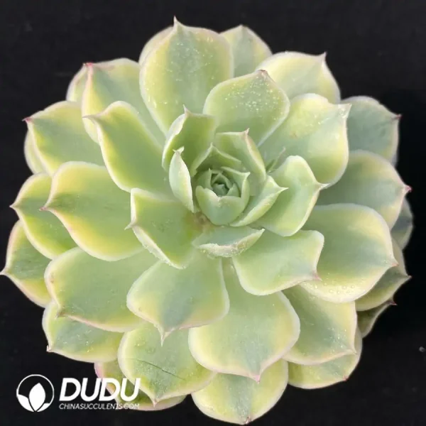 1756118424-e201-54.webp Echeveria simulans Ascension Variegated - Image 1