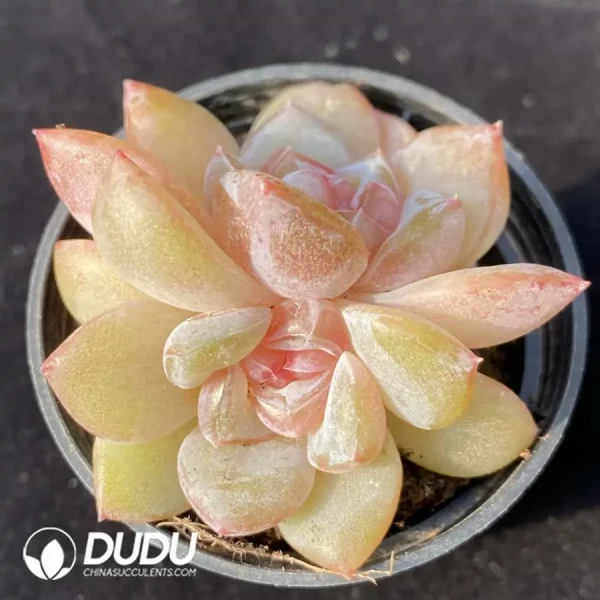 Echeveria Diamond Candy Heart Double Head - Image 1