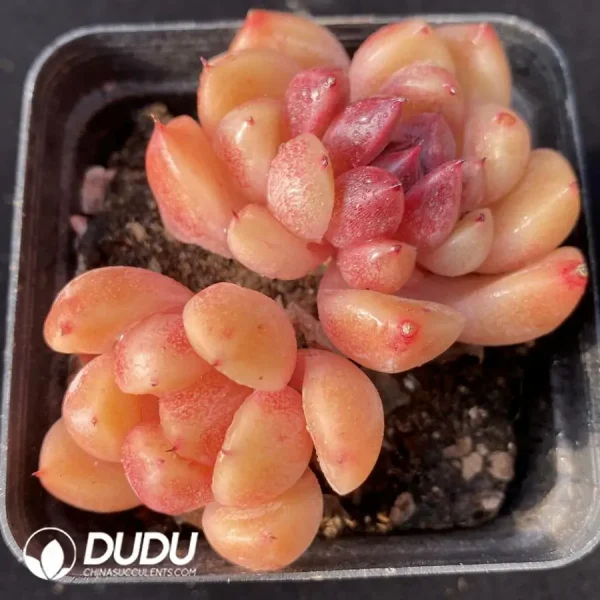 1756118437-e201-66.webp Echeveria Moonlight Jenny Double Heads - Image 1