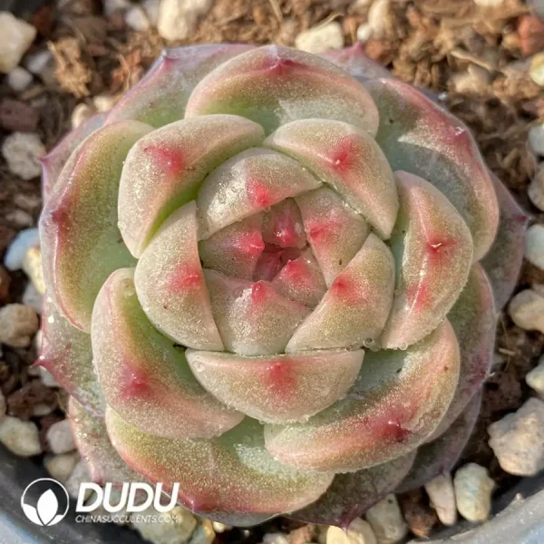 1756118451-e201-92.webp Echeveria Star Jenny - Image 1