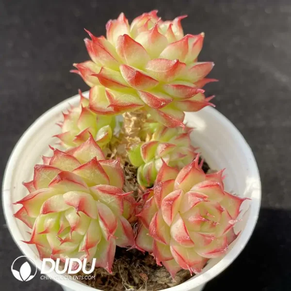 1756118455-e201-104.webp Echeveria Sakura Malgan Clustering - Image 1