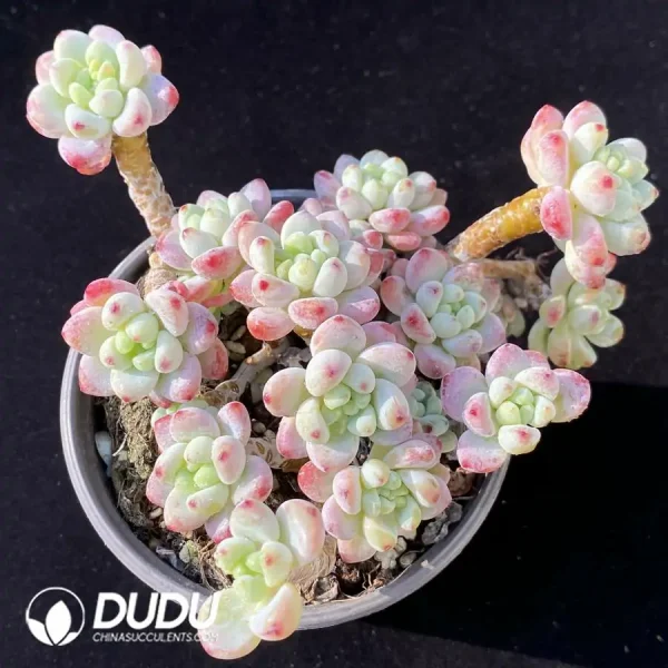 Sedum Sakura Clavatum Clustering - Image 1